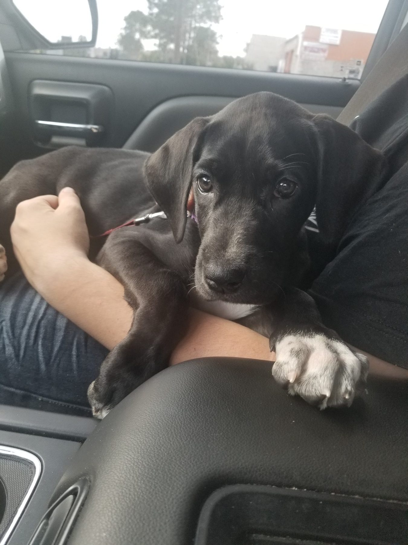 Onyx, a black Great Dane