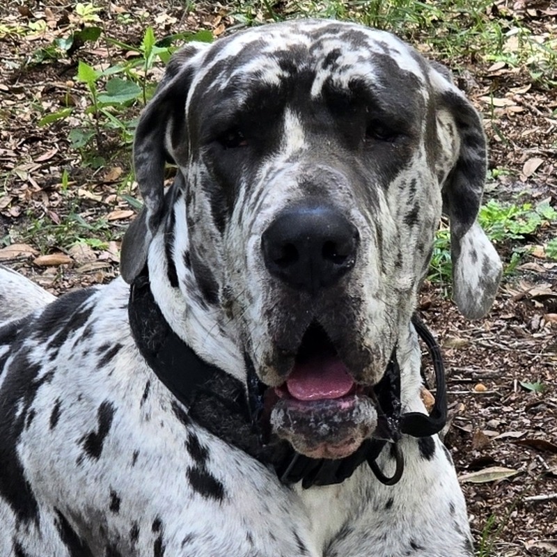 King, a harlequin Great Dane with dense black spots