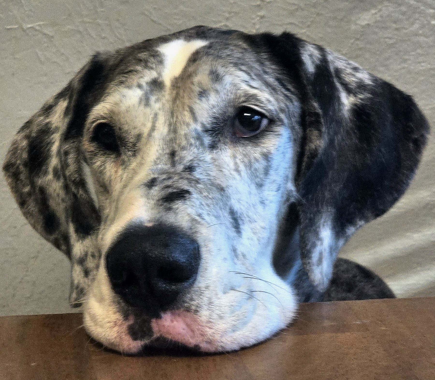 Apona, a paler merle Great Dane, chin on the table