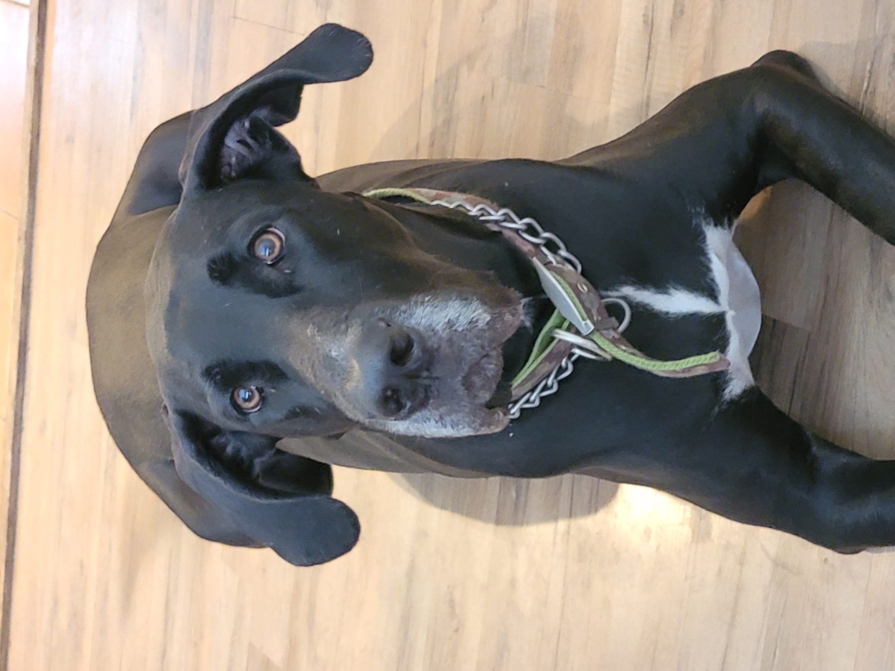 Onyx, a black Great Dane