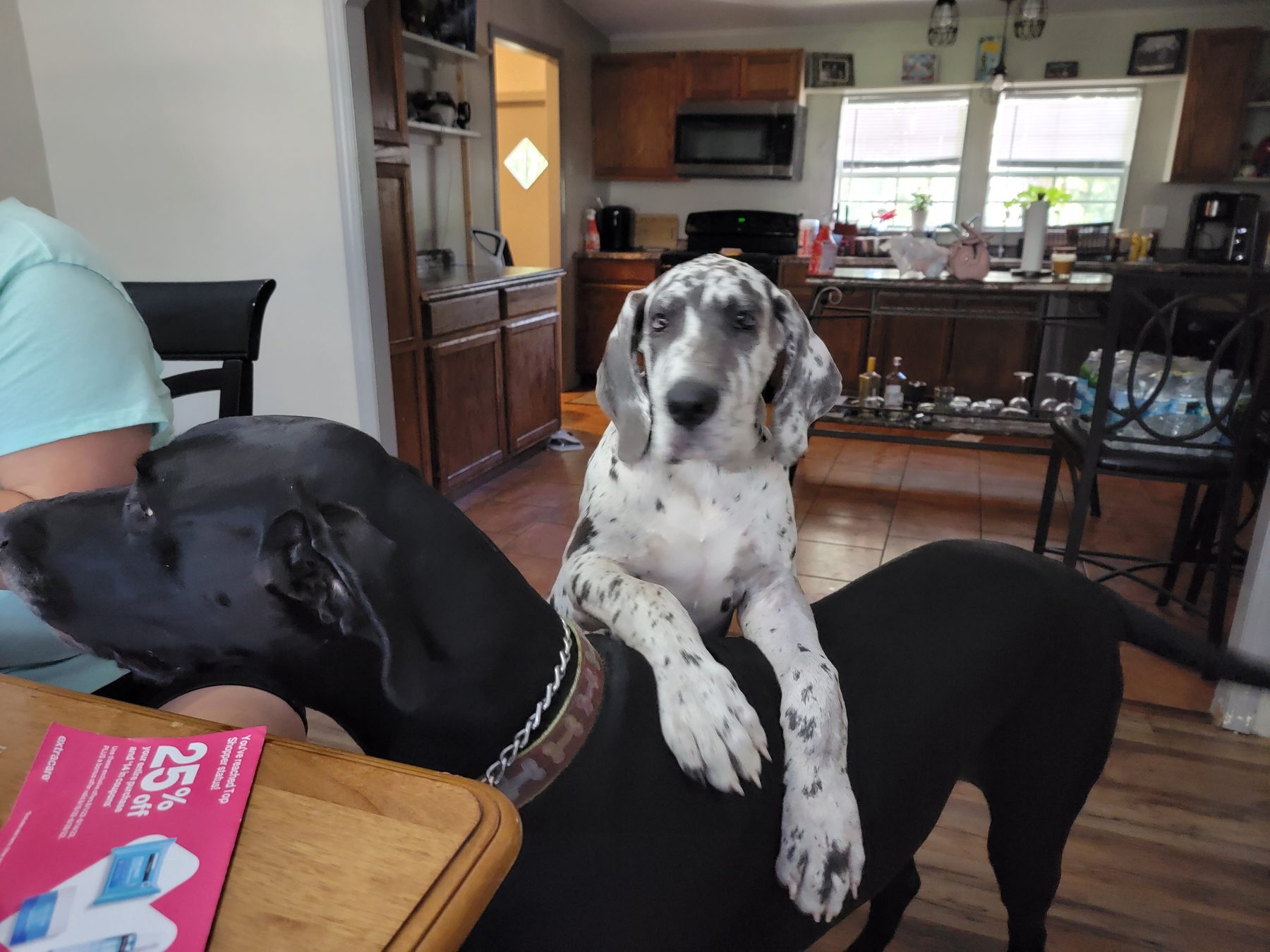 King as a pup lying across Onyx’s back in the kitchen, 2022