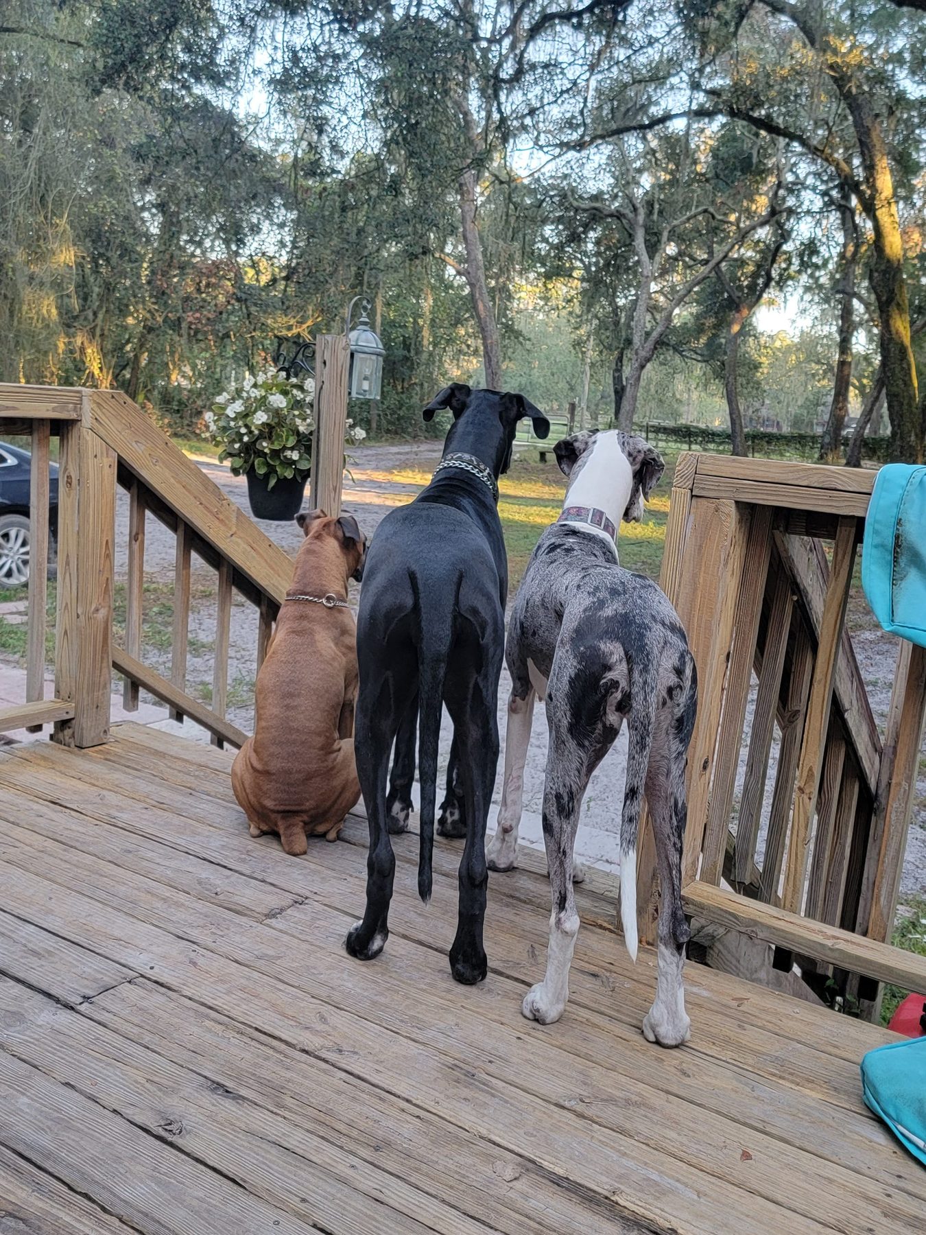 Penelope the brown boxer with Onyx and Apona on the deck