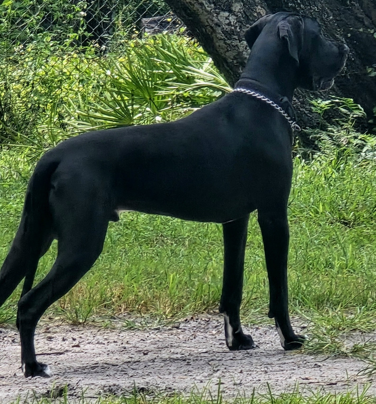 Stinker standing